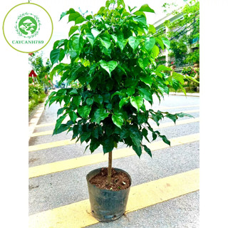 Cây hạnh phúc 1 thân dáng tree cao 1m (ảnh thật số 2)...