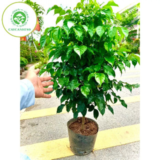 Cây hạnh phúc 1 thân dáng tree cao 1m (ảnh thật số 2)...