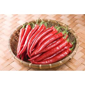 - ỚT SỪNG NÔNG TRƯỜNG