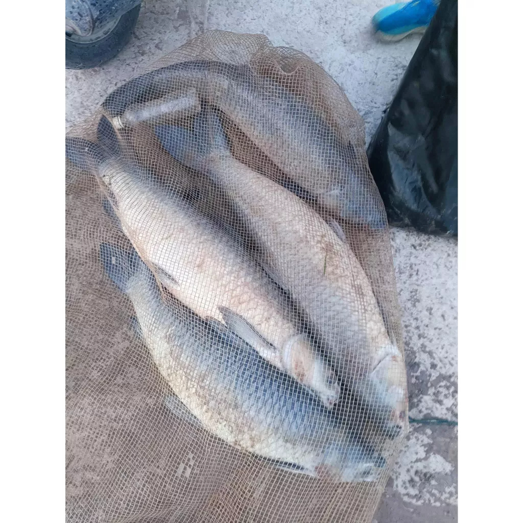 Hương Liệu Câu Cá Bách Dụ Trắm Đen