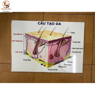 COMBO 3 TRANH FILLER(50x70) và BỘ SPA 6 TRANH