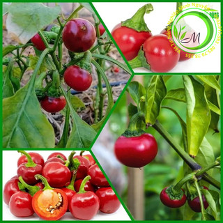 Hạt giống ớt trái tròn vừa làm kiểng vừa ăn được