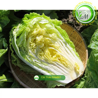 Hạt giống cải thảo cải kim chi