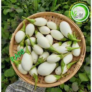 Hạt giống Cà trứng ngỗng 0.5g