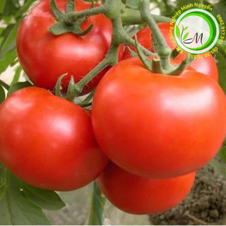 Hạt giống cà chua F1 quả to đẹp năng suất cao