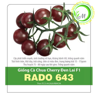 Hạt giống cà chua cherry đen