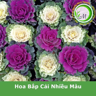 Hạt giống hoa bắp cải nhiều màu