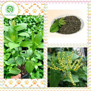 Cây hoa sói ướp trà thơm lừng, cây thuoc dược liệu, cây cảnh