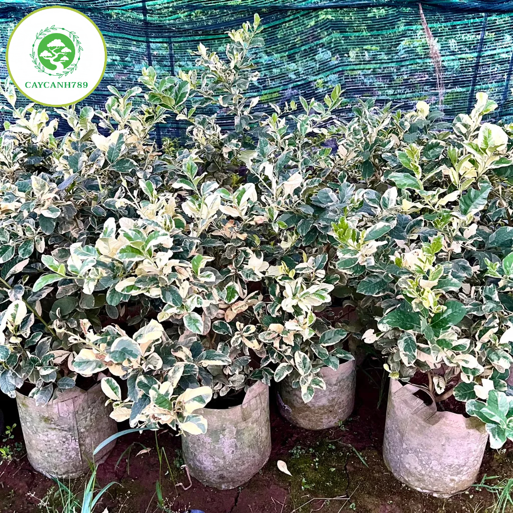Cây chanh vàng cẩm thạch trưởng thành cao 1m (ảnh thật).