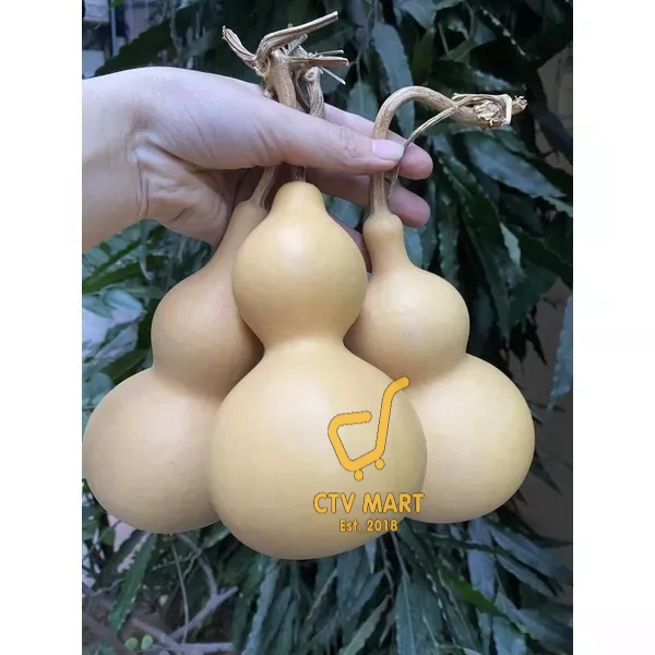 Quả hồ lô phong thuỷ tự nhiên nguyên cuống xua tà khí, hút tài lộc, mang lại bình an may mắn