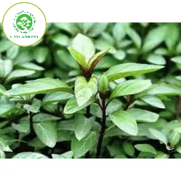 Cây húng láng - cây gia vị.