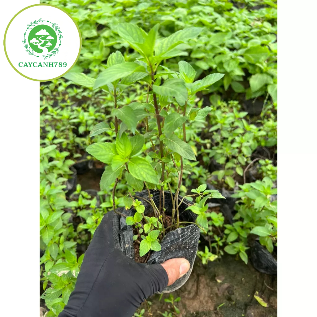 Cây húng láng - cây gia vị.