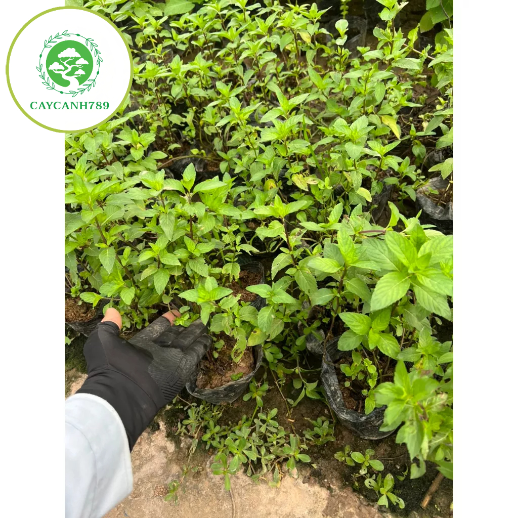 Cây húng láng - cây gia vị.