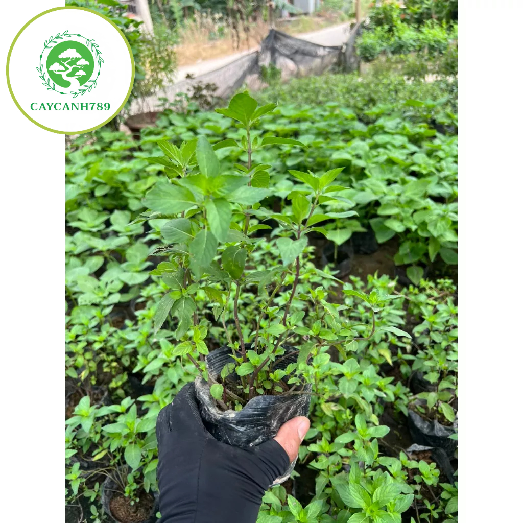 Cây húng láng - cây gia vị.