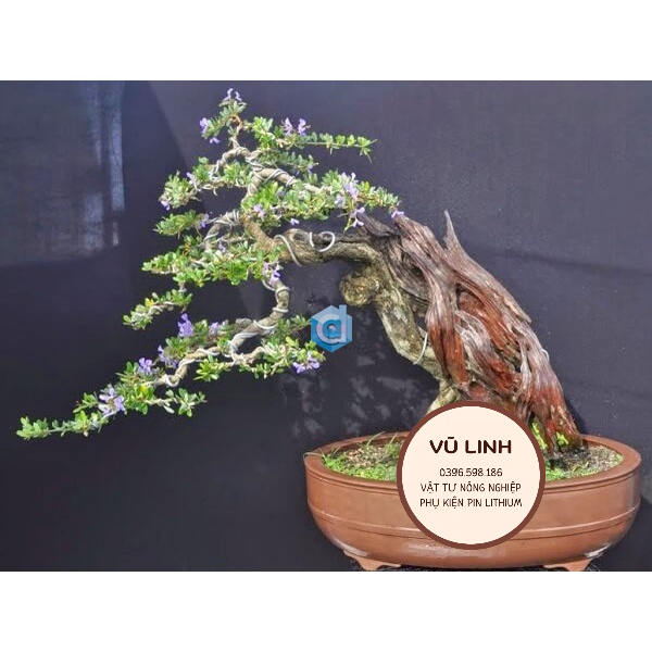 Dây nhôm bọc chỉ uốn cây cảnh 2.5mm dài 5m