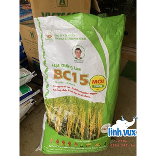 Hạt giống lúa BC15, thóc giống BC15 thái bình