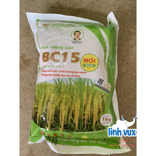 Hạt giống lúa BC15, thóc giống BC15 thái bình