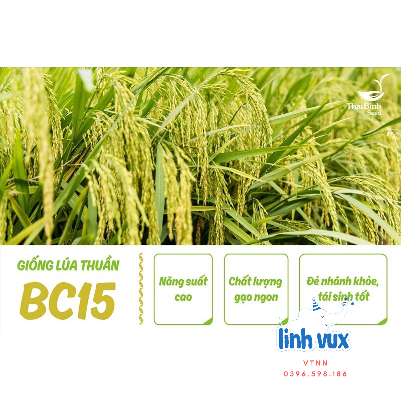 Hạt giống lúa BC15, thóc giống BC15 thái bình