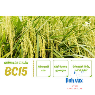 [Bắc Giang] Hạt giống lúa BC15, thóc giống BC15 thái bình