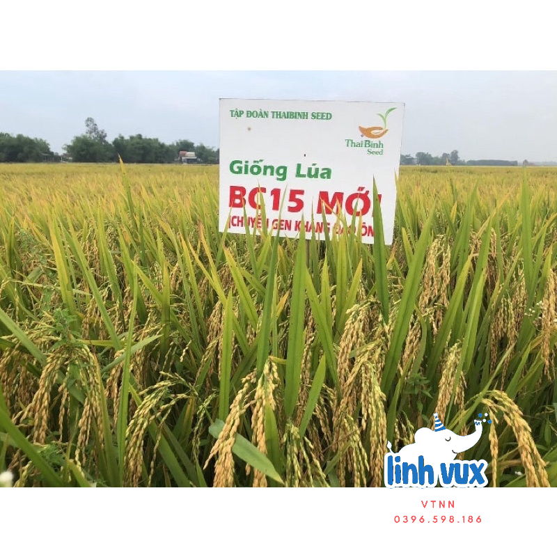 Hạt giống lúa BC15, thóc giống BC15 thái bình