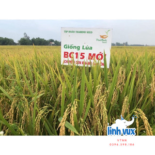 [Bắc Giang] Hạt giống lúa BC15, thóc giống BC15 thái bình
