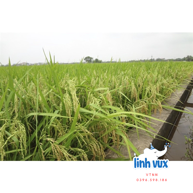 Hạt giống lúa BC15, thóc giống BC15 thái bình