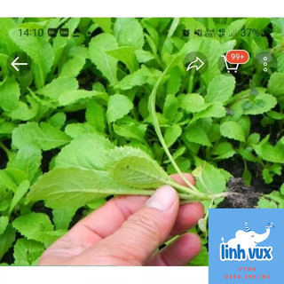 Hạt giống cải củ ăn lá, cải lú bú