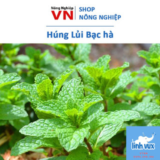 Hạt giống rau húng lủi thơm ngon 0.1gr