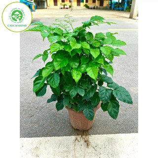 Cây hạnh phúc cao 80cm (ảnh thật).