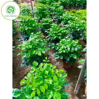 Cây hạnh phúc cao 80cm (ảnh thật).