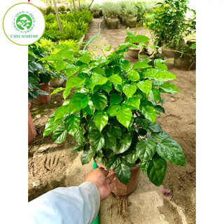 Cây hạnh phúc cao 80cm (ảnh thật).
