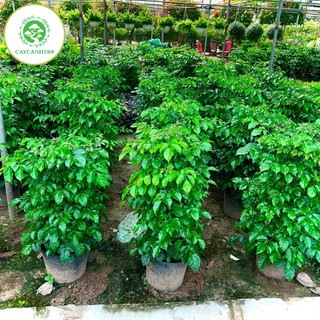 Cây hạnh phúc bụi cao 1m (ảnh thật