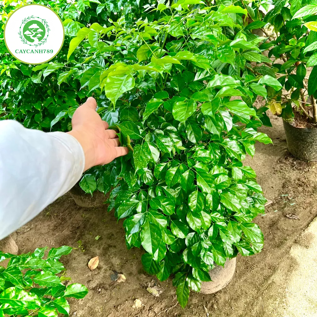 Cây hạnh phúc bụi cao 1m (ảnh thật