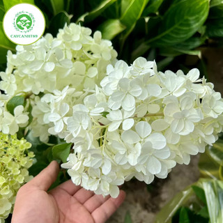 Cây cẩm tú cầu thân gỗ trưởng thành cao 50cm
