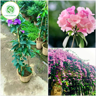 Cây lan tỏi trưởng thành đang hoa cao 1m