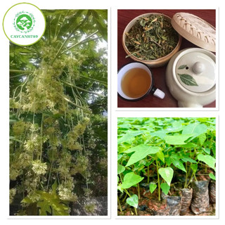 Cây đu đủ đực giống siêu hoa - cây dược liệu giá trị kinh tế cao