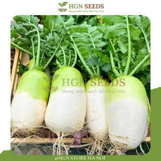 [Hạt Giống Hàn Quốc ]Củ Cải Hàn Quốc (Gói lẻ 100 hạt)