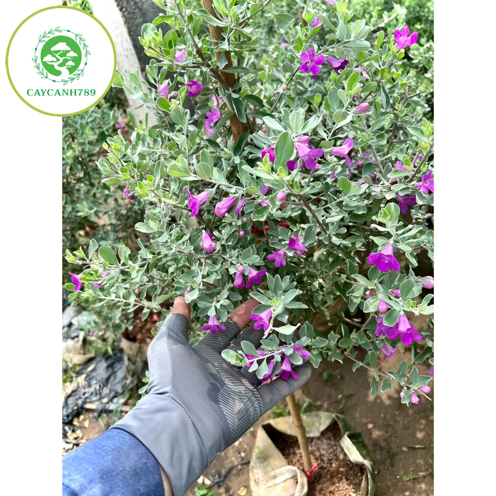 Cây tuyết sơn phi hồng dáng tree cao 1m2 đang hoa (ảnh thật)