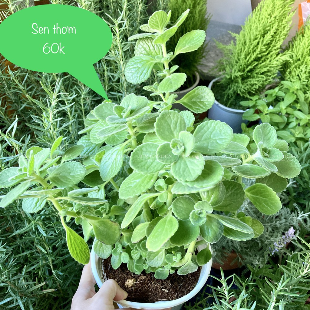 Cây Sen Thơm JUN GARDEN