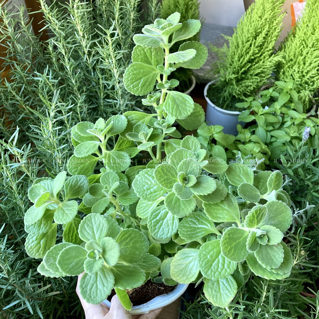 Cây Sen Thơm JUN GARDEN