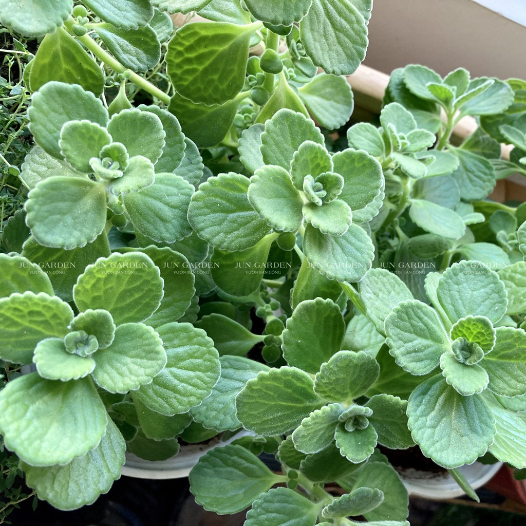 Cây Sen Thơm JUN GARDEN