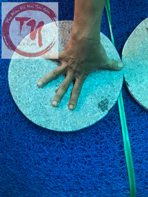 Nấm đá che hút đáy  20cm và 30cm