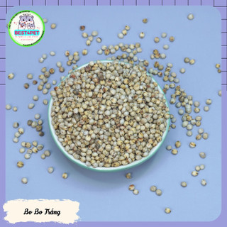 Hạt Bo Bo Trắng thức ăn hamster