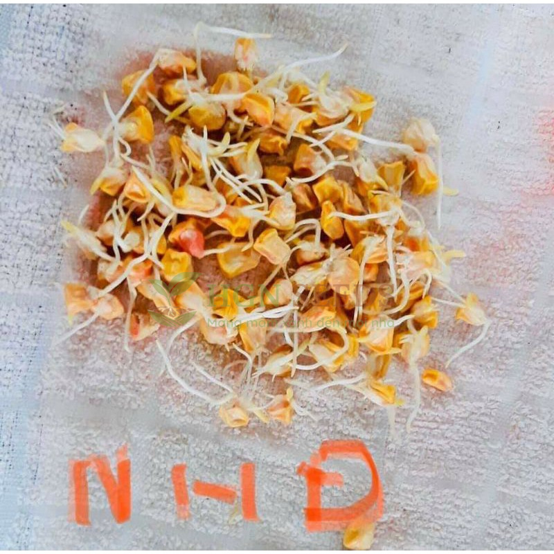 Ngô Nữ Hoàng Đỏ Nova