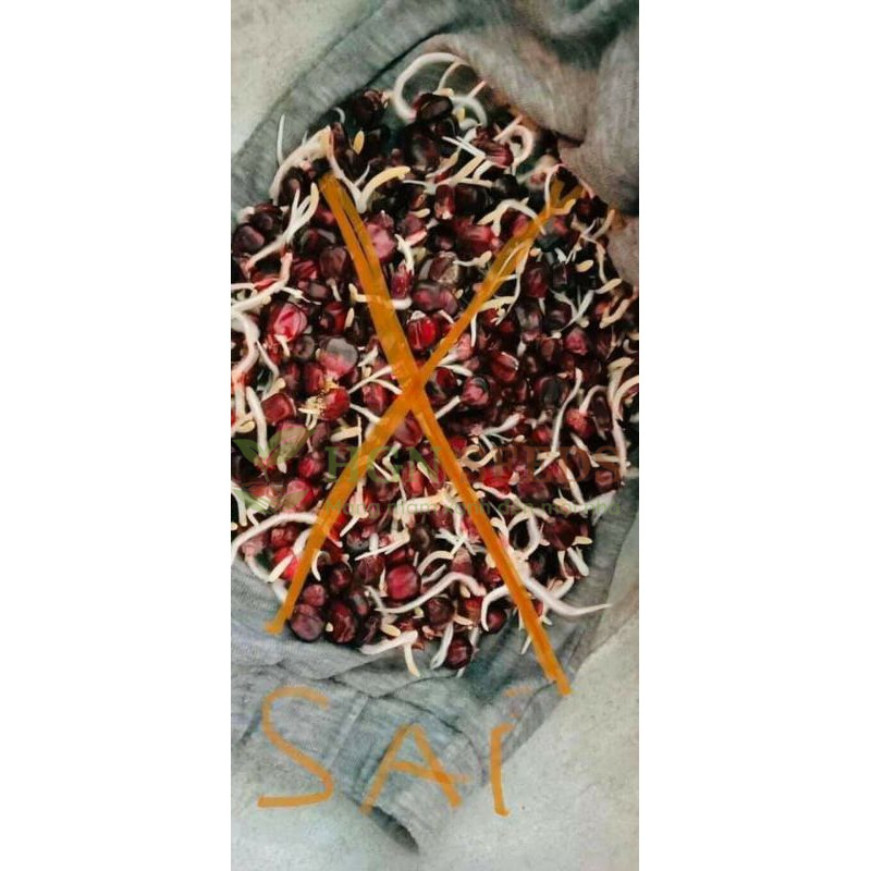 Ngô Nữ Hoàng Đỏ Nova