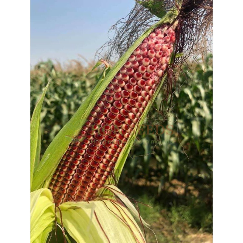 Ngô Nữ Hoàng Đỏ Nova