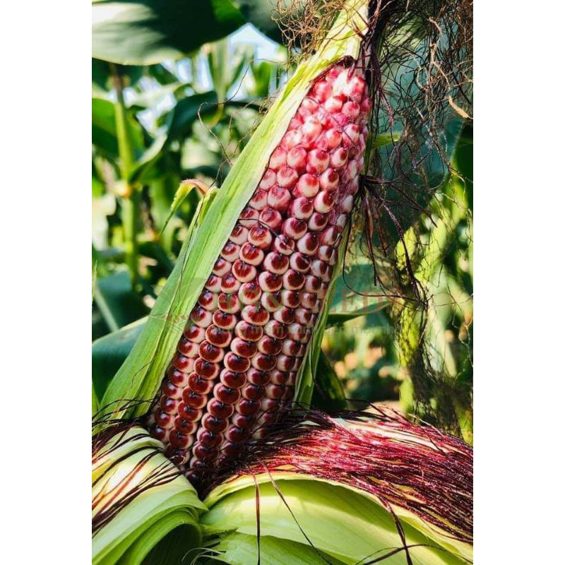 Ngô Nữ Hoàng Đỏ Nova