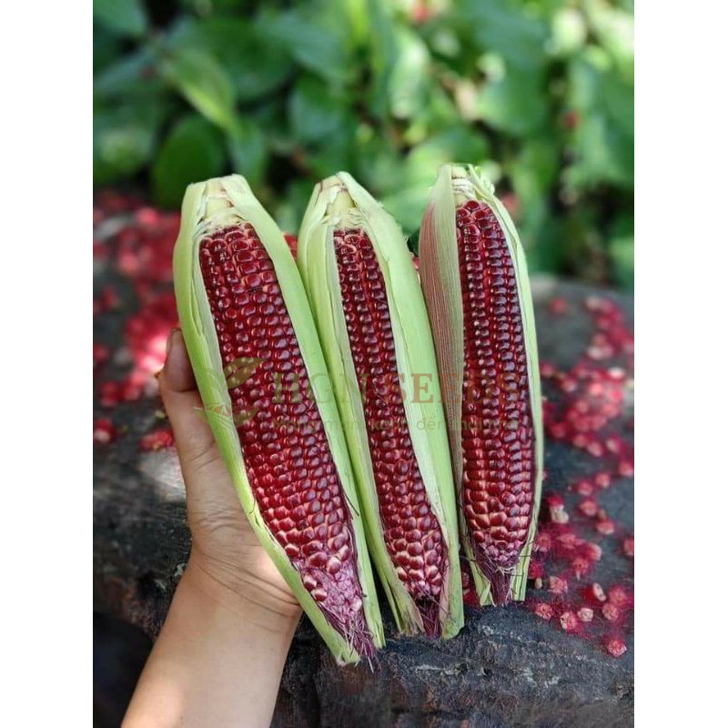 Ngô Nữ Hoàng Đỏ Nova