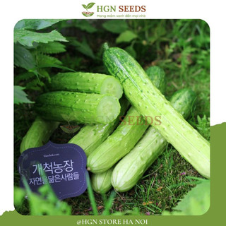 [Hạt Giống Hàn Quốc] Dưa Chuột Nếp Hàn Quốc (Gói lẻ 10 hạt)