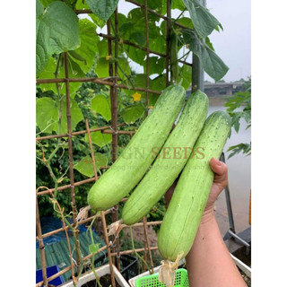 [Hạt Giống Hàn Quốc] Dưa Chuột Nếp Hàn Quốc (Gói lẻ 10 hạt)
